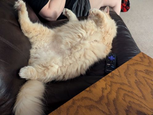 pigeonistt cat.jpg